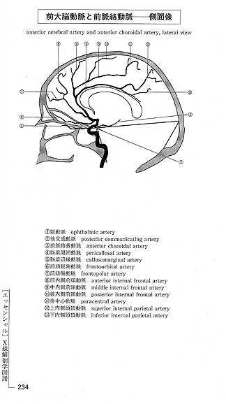 【裁断済】腹部血管のX線解剖図譜 腹部血管のX線解剖図譜【電子版】 | 医書.jp